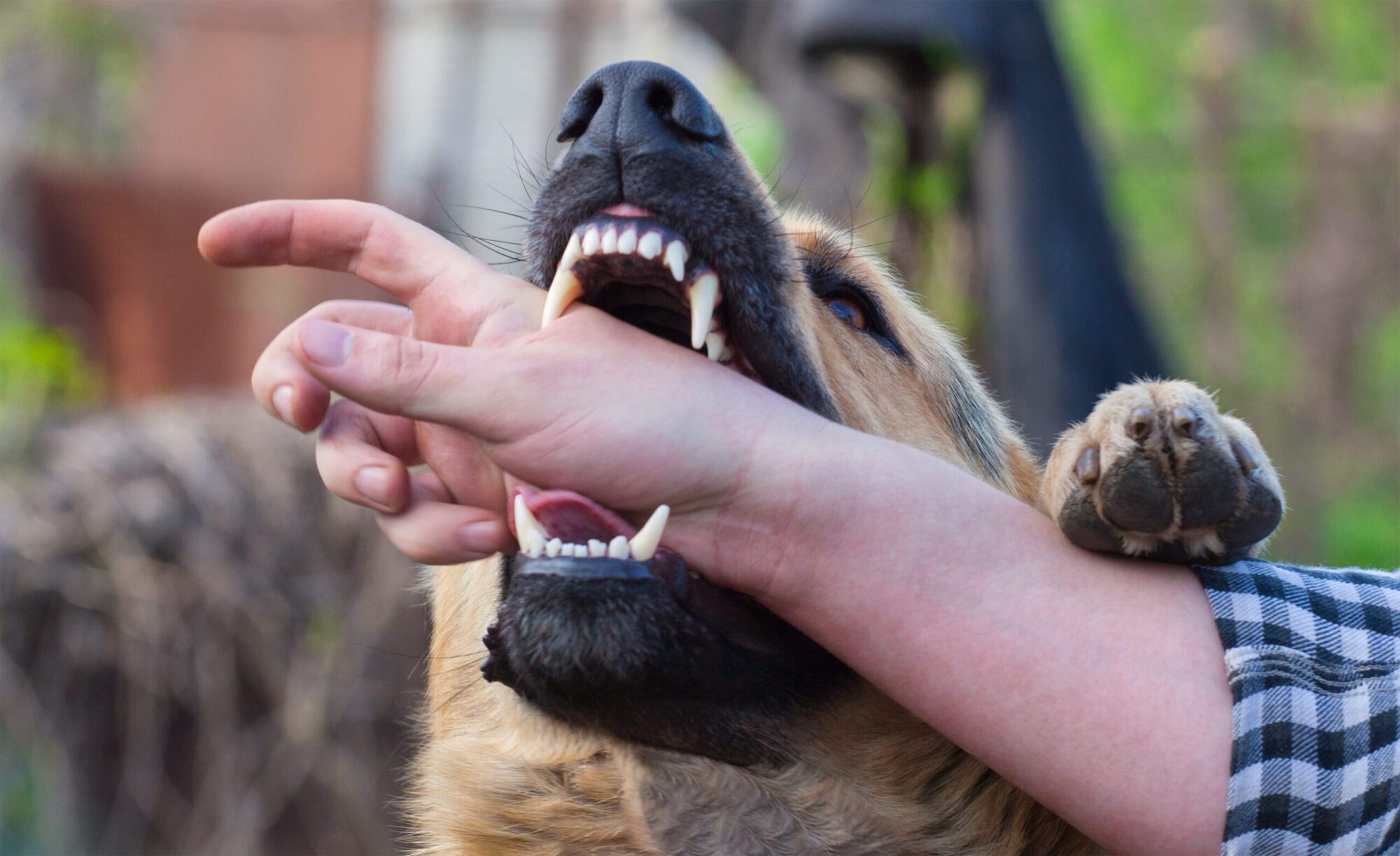Fresno Dog Bite Lawyers