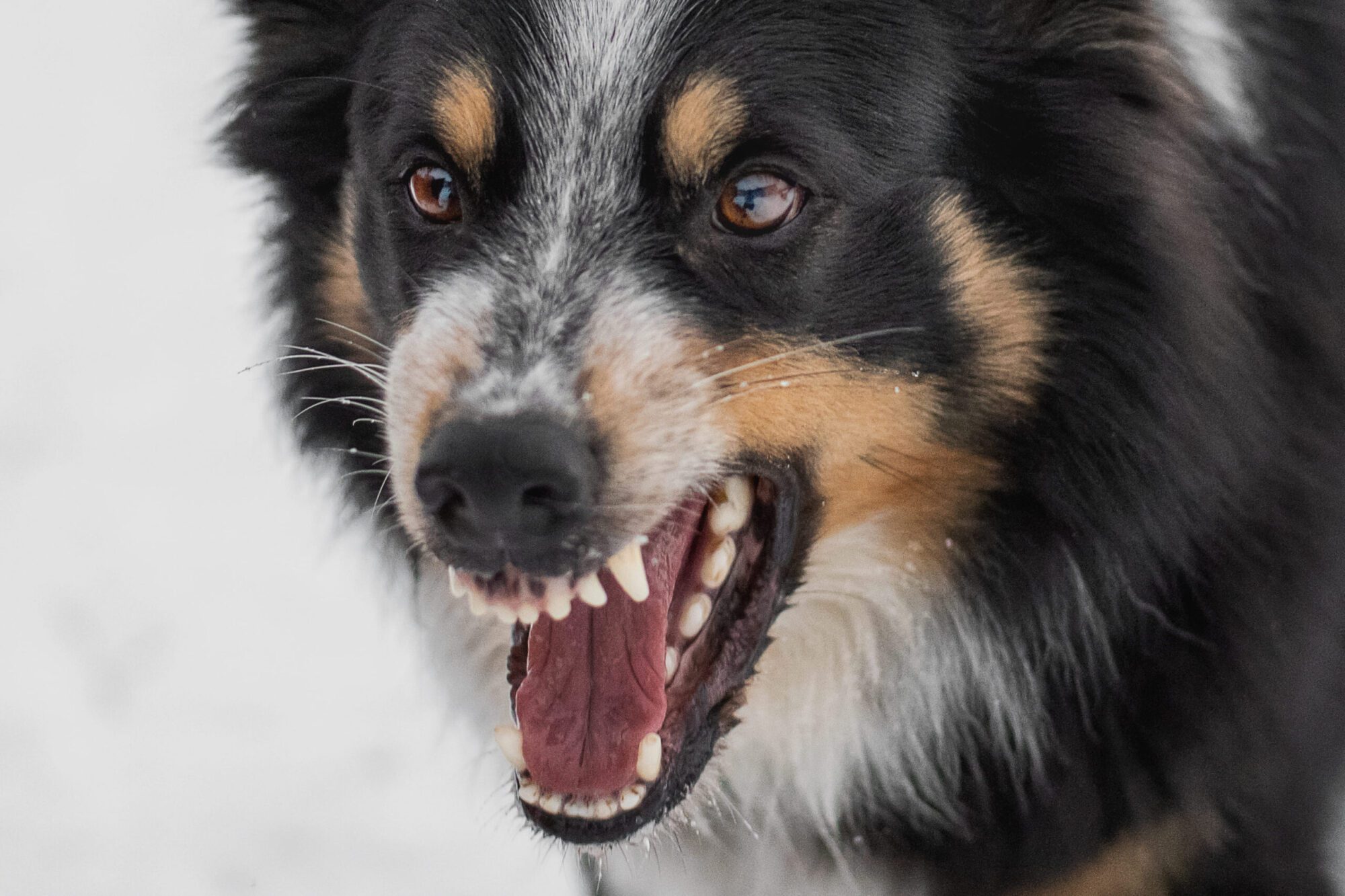 California Dog Bite Lawyers