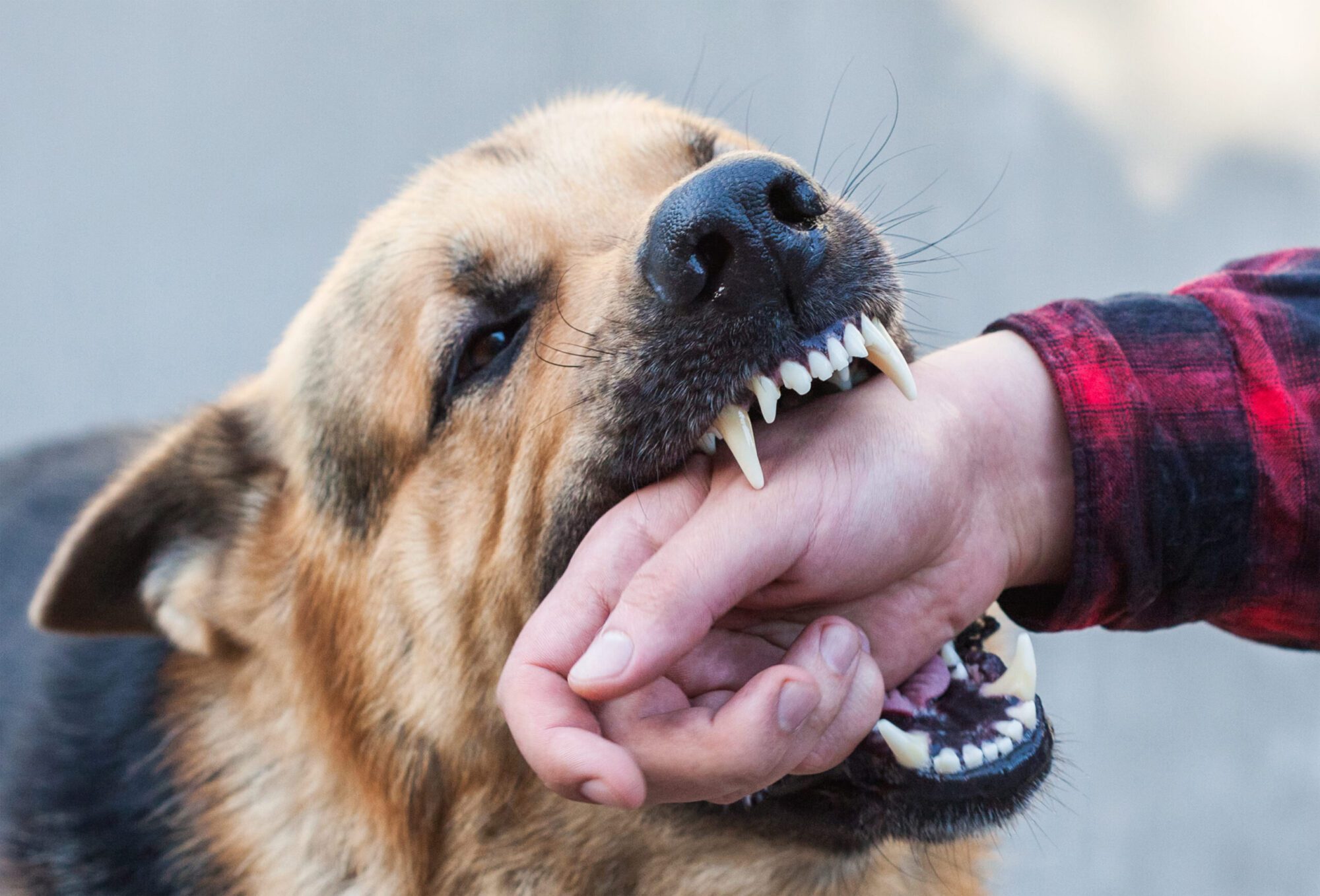 Riverside Dog Bite Lawyers